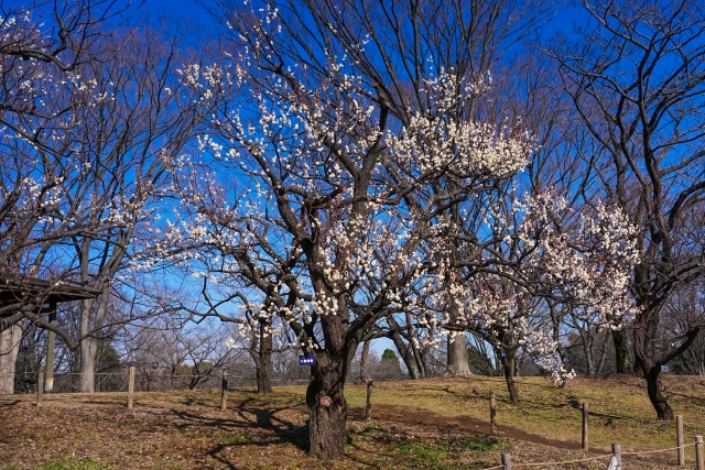 府中市の住みやすいエリアとされている理由