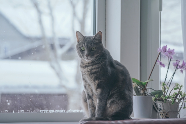 水道橋にあるペット可賃貸物件の窓に座っている猫の画像
